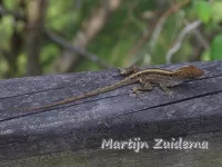 Anolissen [Dactyloidae]